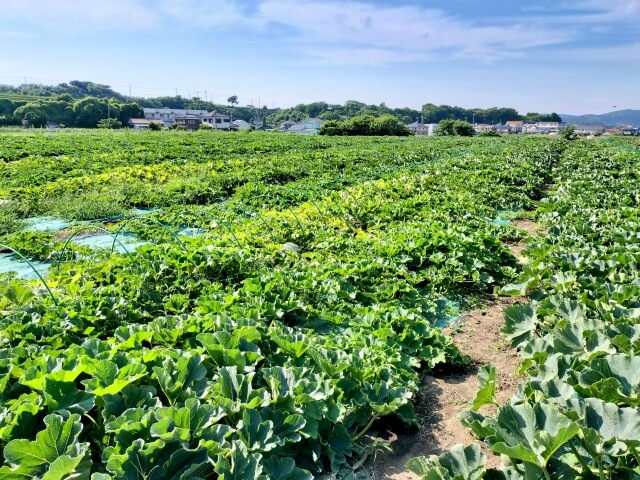 相続における農地の問題